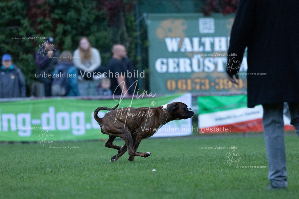 _16A4432 | Einzigartige Fotos von Hunden & Menschen –Actionfotos, Portraits, Vereinsaufnahmen & Paarshootings – authentisch, lebendig & mit Herz.