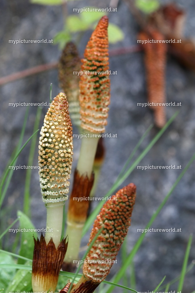 Riesenschachtelhalm-009 | Das Bilderarchiv über Tiere, Planzen und Landschaften. In der Bilddatenbank finden Sie ein große Auswahl an hochwertigen Bilder für Ihre Werbung - Realisiert mit Pictrs.com