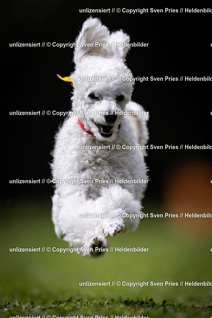 Sven Pries | 19. Allgemeines Hunderennen Karlsruhe Durlach - Realisiert mit Pictrs.com