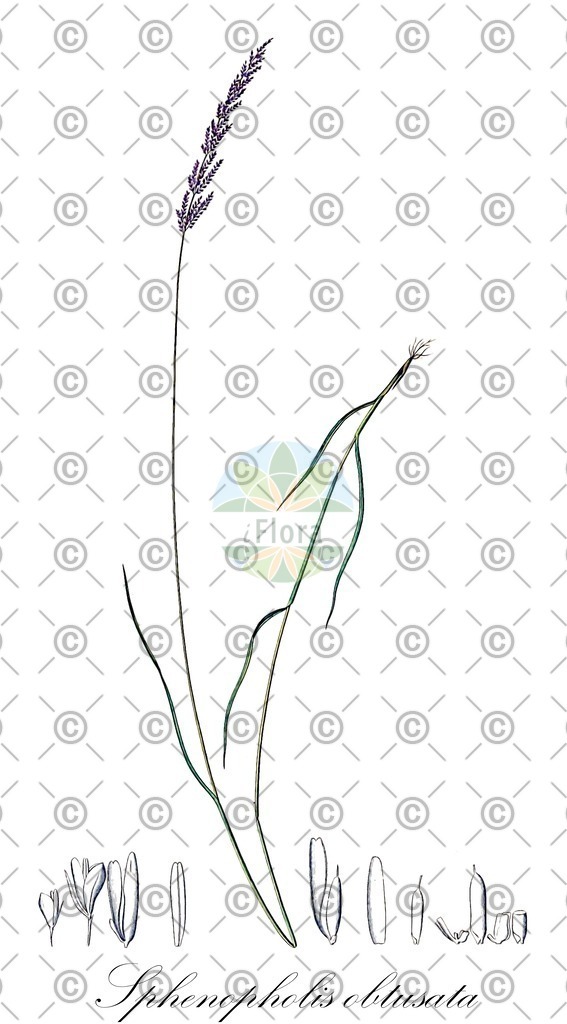 HistAbb_wfo-0000431332_1_ENZY_Simple | Historische Abbildung von Sphenopholis obtusata - Poaceae | Historical Illustration of Sphenopholis obtusata - Poaceae (prairie wedgegrass)