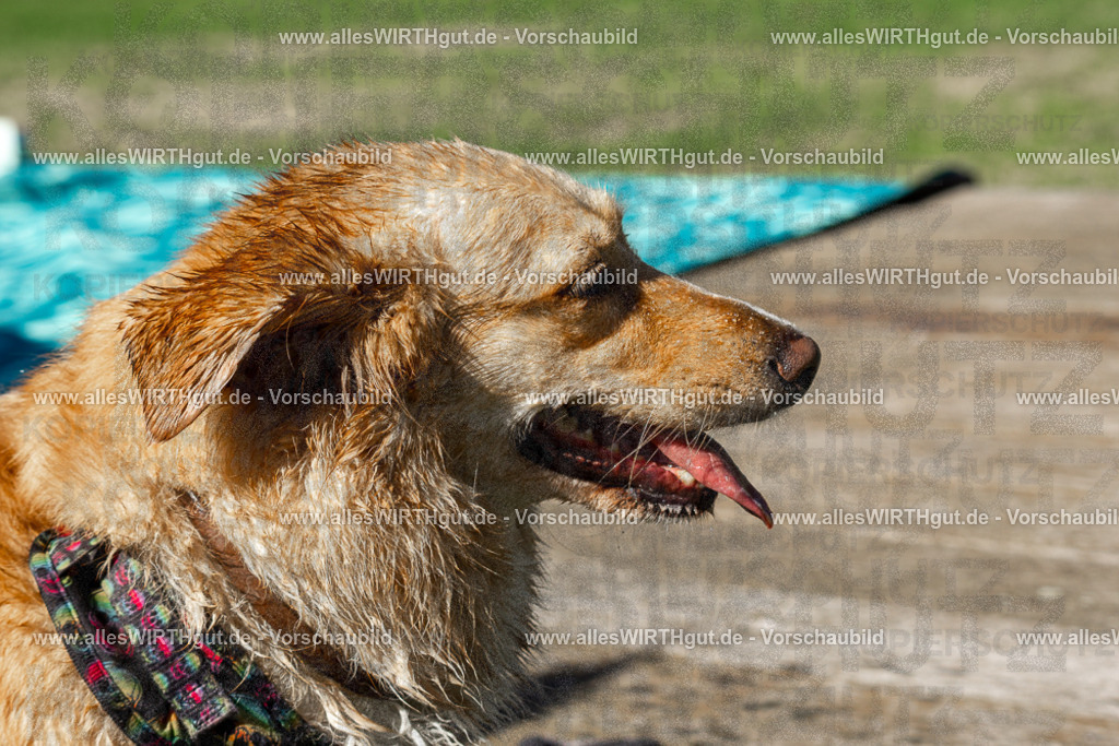 Hundeschwimmen_Volksbad_2026-allesWIRTHgut_Tierfotografie-2609061107-DSC00018 | Professionelle Tierfotografie in Mönchengladbach von Daniel Wirth (allesWIRTHgut). Liebevolle & natürliche Bilder von Hunden & Katzen für unvergessliche Erinnerungen.