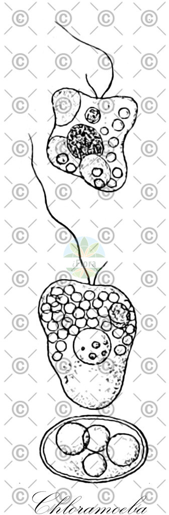 HistAbb_wfo-0000603083_1_SIMPLE | Historische Abbildung von Chloramoeba - Chloramoebaceae (0) | Historical Illustration of Chloramoeba - Chloramoebaceae (0)
