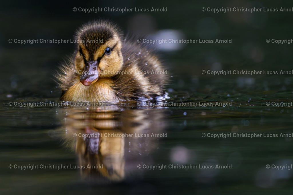 Stockente Jungvogel | bildkomponist - Realisiert mit Pictrs.com