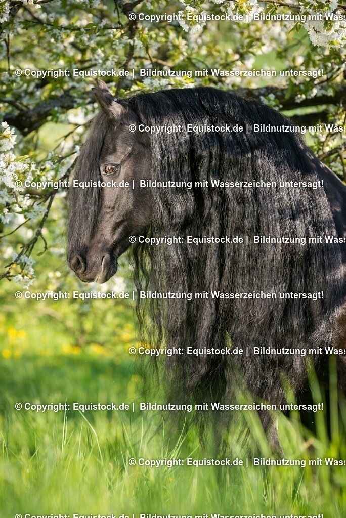 20150423_TOMsPiC_0103 | equistock