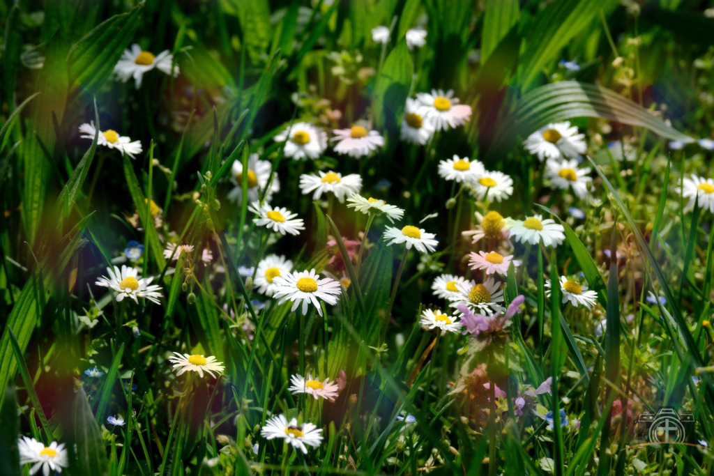 BW-Gänseblümchen-0003 | Entdecken Sie eine vielfältige Auswahl individueller Fotos zum Kauf auf picturalux.de. Finden Sie hochwertige Bilder für Ihre Projekte, die Ihre Botschaft perfekt unterstreichen. Stöbern Sie jetzt und verleihen Sie Ihren Inhalten das gewisse Etwas! - Realisiert mit Pictrs.com