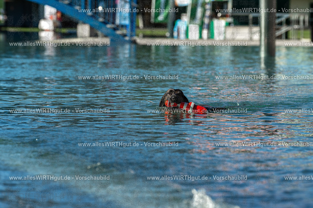 Hundeschwimmen_Volksbad_2026-allesWIRTHgut_Tierfotografie-2609061035-094535-7R509018 | Professionelle Tierfotografie in Mönchengladbach von Daniel Wirth (allesWIRTHgut). Liebevolle & natürliche Bilder von Hunden & Katzen für unvergessliche Erinnerungen.