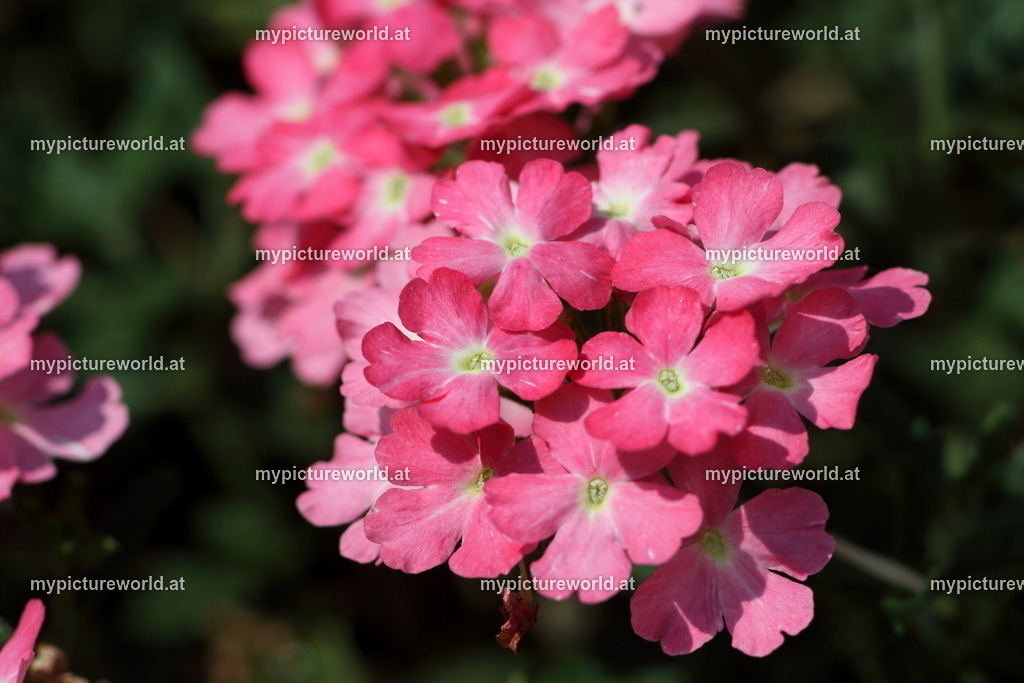 Verbene-001 | Das Bilderarchiv über Tiere, Planzen und Landschaften. In der Bilddatenbank finden Sie ein große Auswahl an hochwertigen Bilder für Ihre Werbung - Realisiert mit Pictrs.com