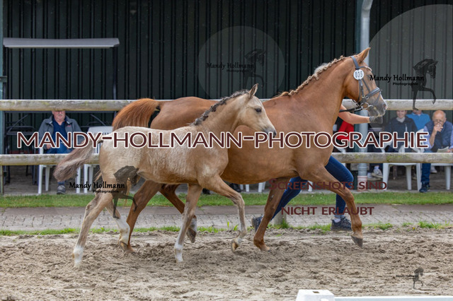 _MG_4172 | mandyhollmannphotographie