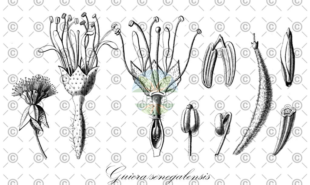 HistAbb_wfo-0000711742_2_ENZY_Simple | Historische Abbildung von Guiera senegalensis - Combretaceae | Historical Illustration of Guiera senegalensis - Combretaceae