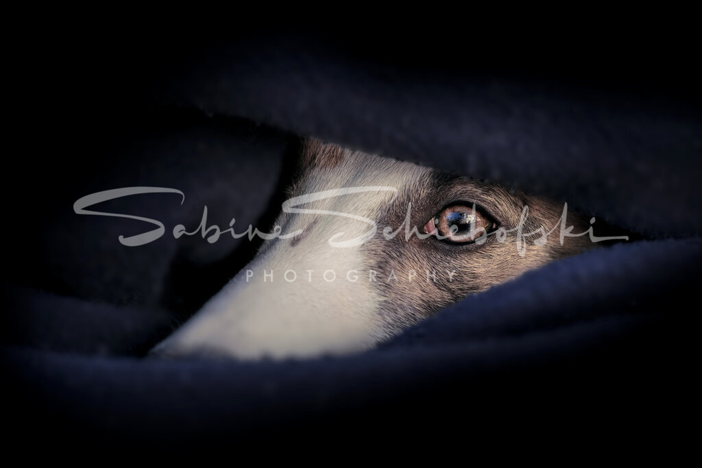 Heinrich_21-02-282021_02_28_DSCF8448 (2) | People- und Tierfotografie, Imageaufnahmen, Veranstaltungsfotografie und Wandbilder aus der Natur ★ Made in Germany ✔️ Druck + Downloads ✔️ Naturfotografie in Top Qualität ★ schneller Versand, weltweite Lieferung! - Realisiert mit Pictrs.com