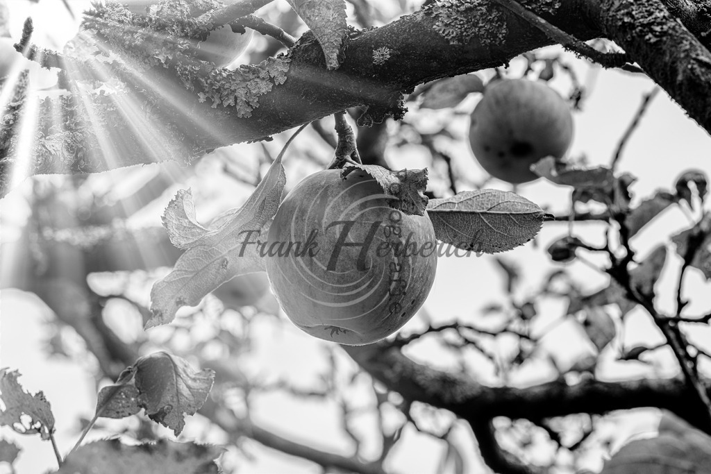 2023_10_08_9999_5beasw | Frank Herberich Fotografie, Frank Herberich, Fotografie, Hochzeit, Portrait, St. Peter Ording, Ording, Westerhever, Nordsee, Frank Fotografie, Hardheim,  Odenwald,Walldürn, Band,Eventfotografie - Realisiert mit Pictrs.com