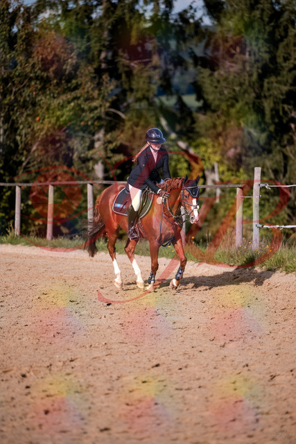 2026_10_03_Siefer-Hof_155828_Z81_78501916 | Professionelle Reitsport-, Turnier- und Eventfotografie von Robert Broda. Galerien mit ausgewählten und bearbeiteten Bildern direkt online ansehen und bestellen.