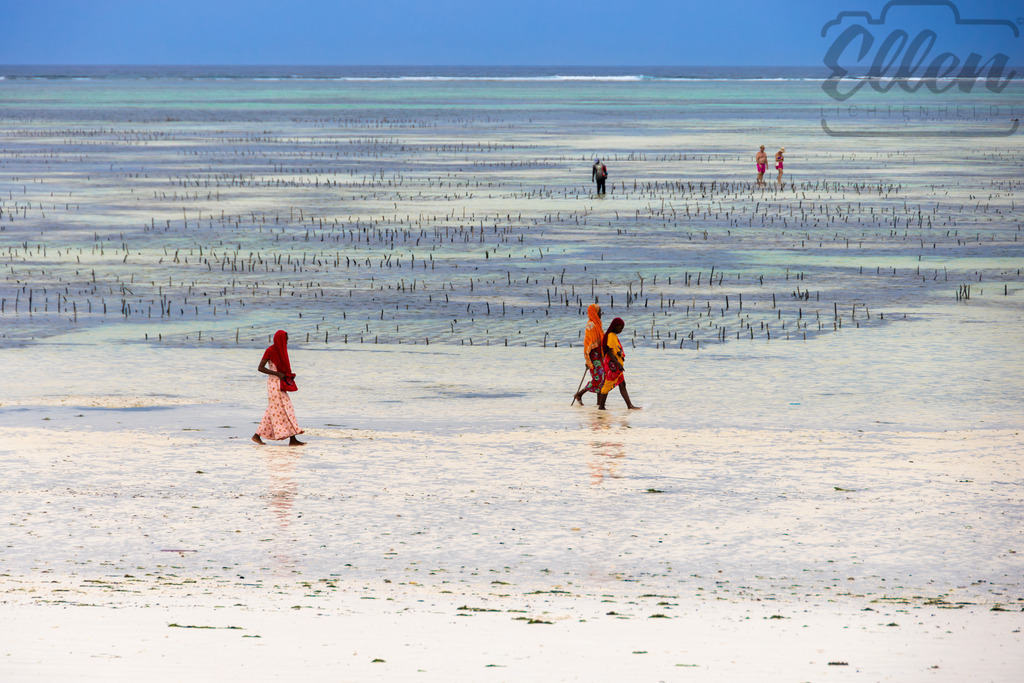 Rhythms of the Tide | At low tide, women walk through the shallow waters of Zanzibar’s coast, tending to seaweed farms beneath a vast blue sky. A quiet scene of tradition and patience, shaped by the rhythm of the ocean. - Realisiert mit Pictrs.com