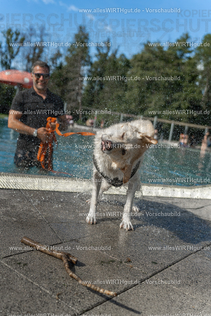 Hundeschwimmen_Volksbad_2026-allesWIRTHgut_Tierfotografie-2609061544-7R501771 | Professionelle Tierfotografie in Mönchengladbach von Daniel Wirth (allesWIRTHgut). Liebevolle & natürliche Bilder von Hunden & Katzen für unvergessliche Erinnerungen.