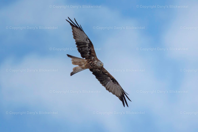 2022150 | Tierfotografie, Tierkalender, Tierbilder, Insekten, Spinnen, Vögel, Schmetterling, Libellen, Leinwand, Colorkey, Qualität, Geschenkartikel, Geschenk - Realisiert mit Pictrs.com