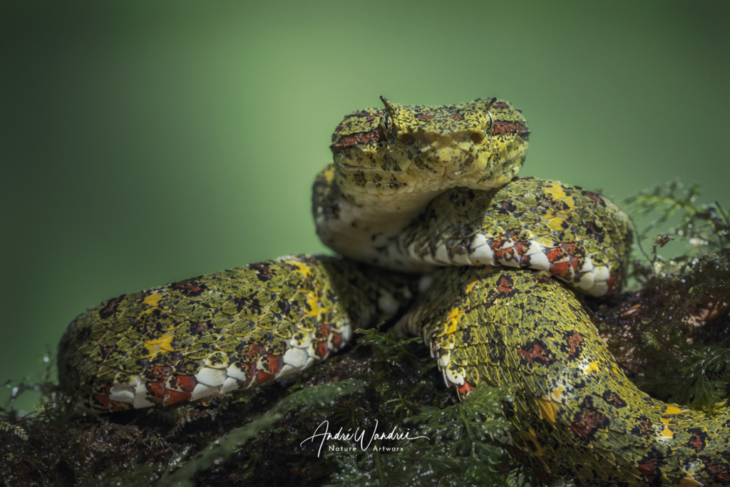 Die Stille lauert | Andre Wandrei - Nature Artworx - Realisiert mit Pictrs.com