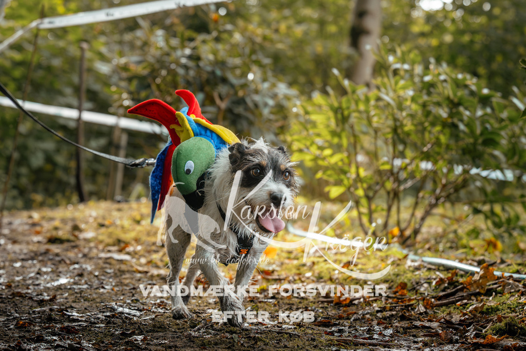 1452DZ6_3766Z6 | kk-dogfotos