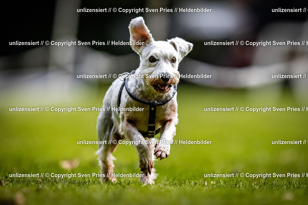 Sven Pries | 2025-10-03 - Hunderennen Obergrombach - Realisiert mit Pictrs.com