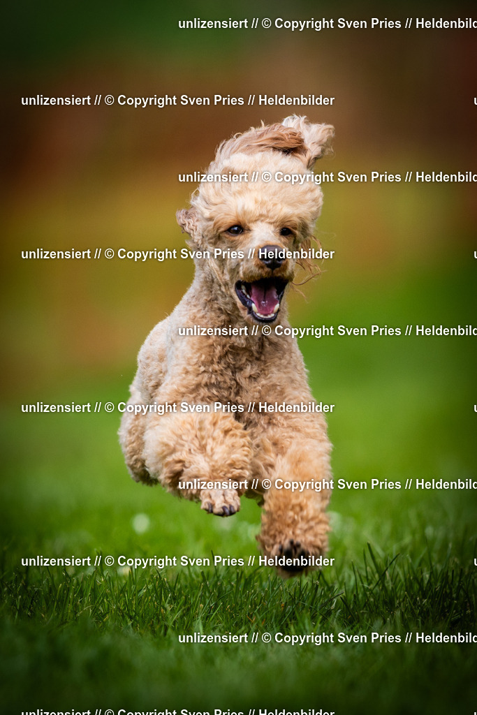 Sven Pries | 2025-04-13 - Hunderennen Baden-Baden - Realisiert mit Pictrs.com