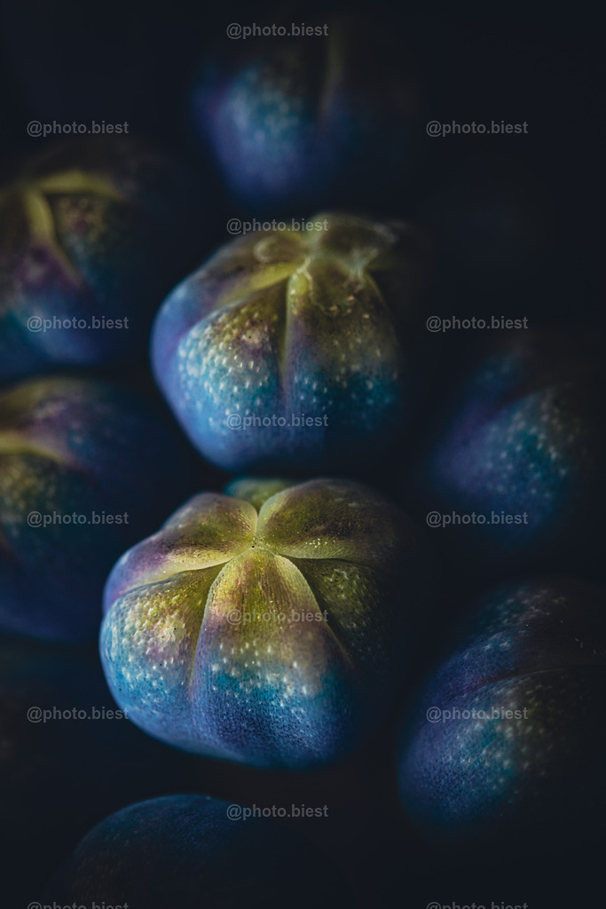 Blaubeeren? | Ein Makro von einer kleinen Traubenhyazinthepflanze. - Realisiert mit Pictrs.com