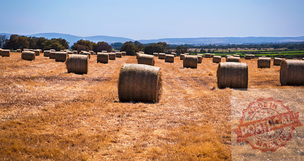 Round hay bales drying in the summer sun in a field | Dry hay bales lay drying in the summer sun creating lines in a field - Realized with Pictrs.com