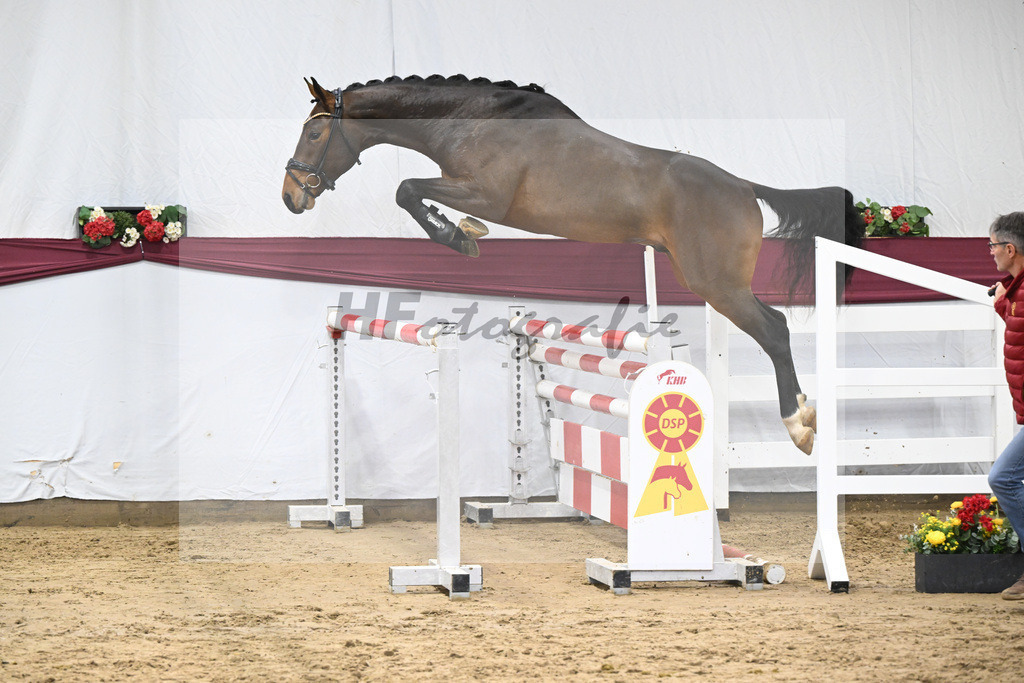 Kat-Nr. 79 Donthargos x Zacharov TN (Zippo)_Georg Wilbers Hengststation Ferienhof Stuecker_47252754 | hf-fotografie - Realisiert mit Pictrs.com