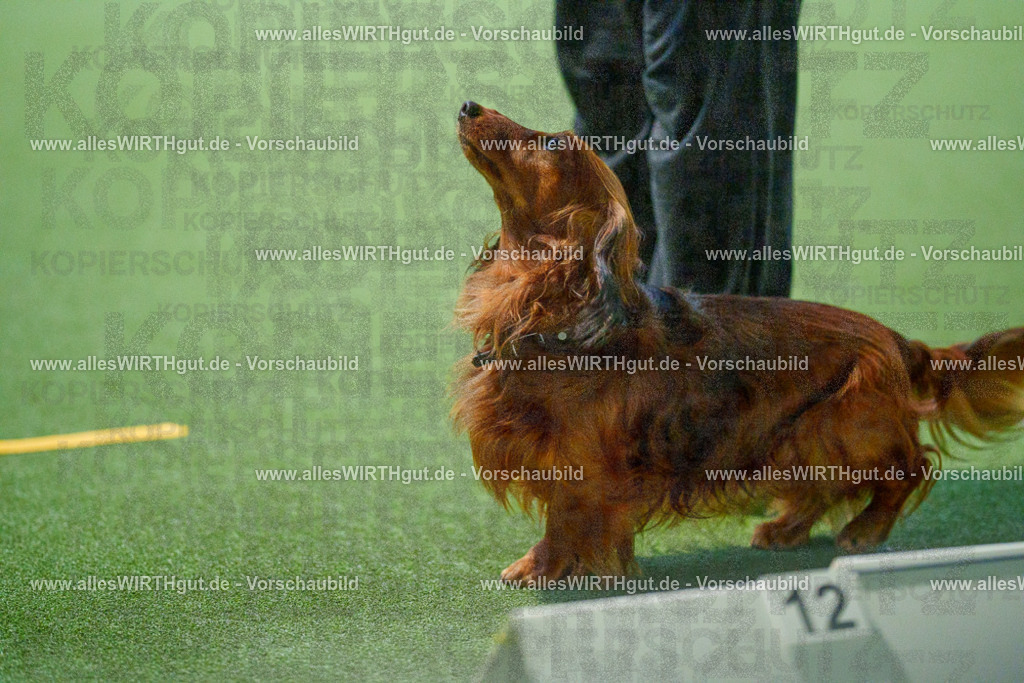 7R503669 | Professionelle Tierfotografie in Mönchengladbach von Daniel Wirth (allesWIRTHgut). Liebevolle & natürliche Bilder von Hunden & Katzen für unvergessliche Erinnerungen.