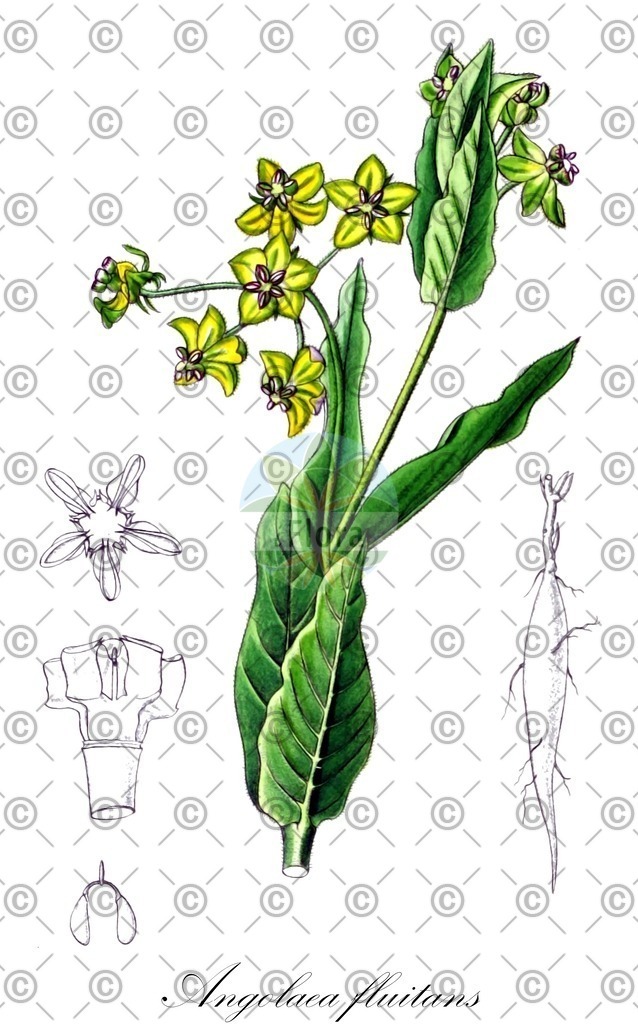 HistAbb_wfo-0000536542_277_ENZY_Simple | Historische Abbildung von Angolaea fluitans - Podostemaceae | Historical Illustration of Angolaea fluitans - Podostemaceae