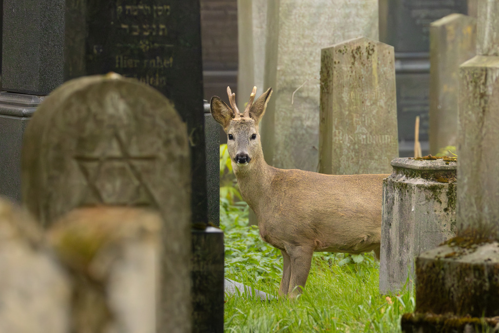 Das Reh | Das Reh (Capreolus capreolus) ist die häufigste und zugleich kleinste Hirschart in Europa und gilt als die am weitesten verbreitete Schalenwildart. Es gehört zur Familie der Hirsche (Cervidae) und bildet zusammen mit Elch und Rentier die Gruppe der Trughirsche. Man unterscheidet das Europäische Reh, das Sibirische Reh und das Mandschurische Reh. Die Tiere sind von graziler, schlanker Statur. Ein ausgewachsenes Reh erreicht eine Schulterhöhe von etwa 60 bis 80 Zentimetern und ein Gewicht zwischen 15 und 30 Kilogramm. Das Männchen wird als Rehbock, das Weibchen als Ricke oder Geiß bezeichnet. Die Jungen sind die Kitze. - Realisiert mit Pictrs.com