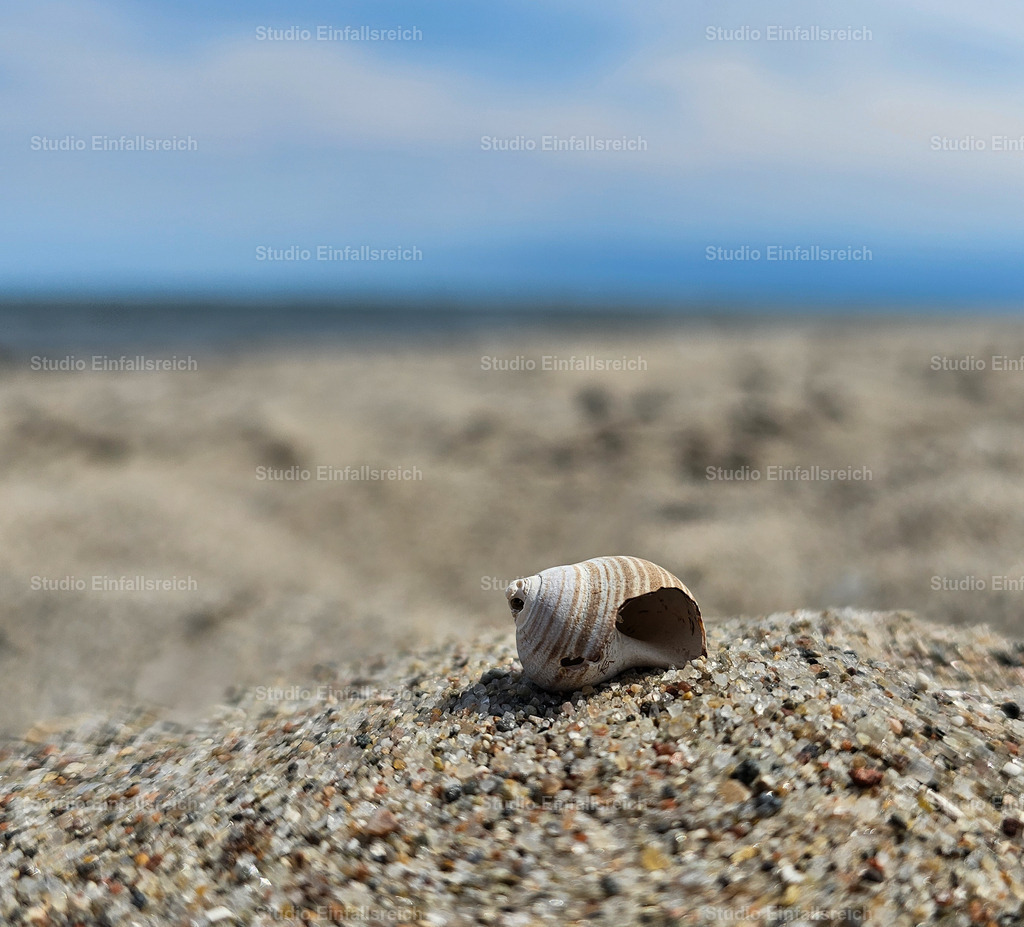 Fundstück – Muschel im Sand | Eine einzelne Muschel ruht auf feinem Sand, dahinter verschwimmen Meer und Himmel im weichen Bokeh. Ein ruhiger, sommerlicher Moment am Strand. Perfekt für alle, die die Küste lieben. Als Fine-Art-Print und Wandbild in verschiedenen Größen erhältlich. - Realisiert mit Pictrs.com