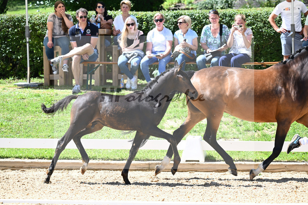 Kat-Nr. 71 HF DSP Va Bene x Antango_Wadenspanner_27230636 | hf-fotografie - Realisiert mit Pictrs.com