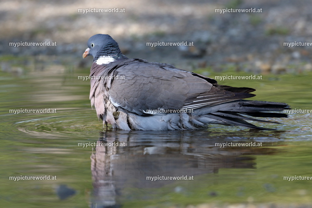 Ringeltaube-028 | Das Bilderarchiv über Tiere, Planzen und Landschaften. In der Bilddatenbank finden Sie ein große Auswahl an hochwertigen Bilder für Ihre Werbung - Realisiert mit Pictrs.com