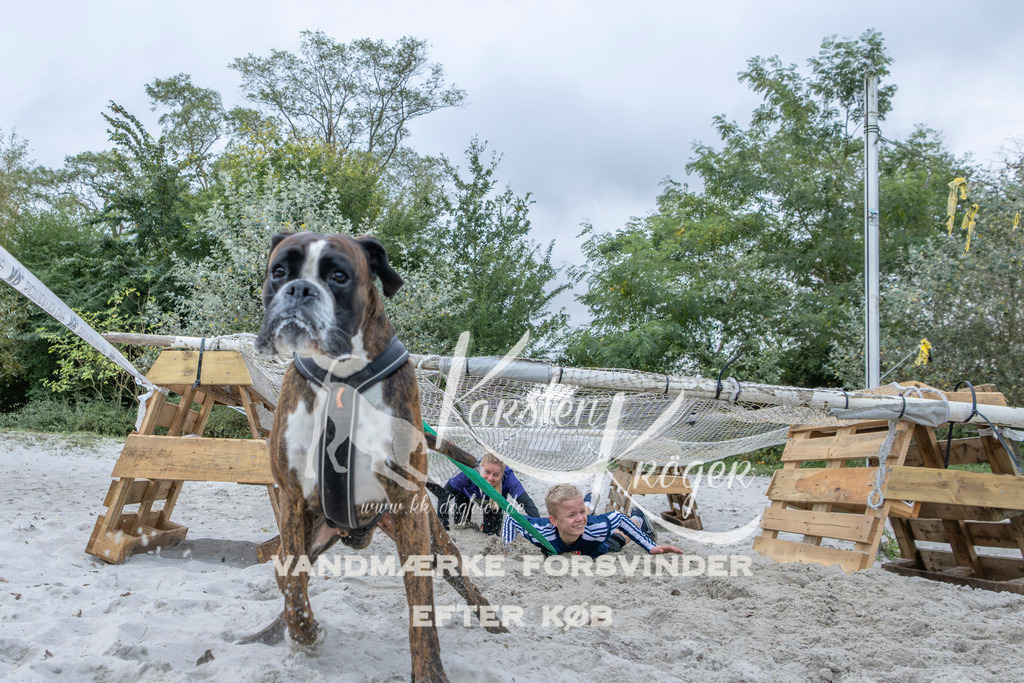 1126_ZZ96776 | kk-dogfotos