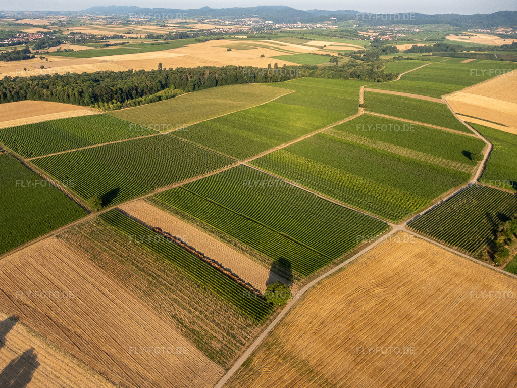 Luftbild: Felder und Weinberge um Billigheim im Ortsteil Ingenheim in Billigheim-Ingenheim im Bundesland Rheinland-Pfalz in Deutschland. Foto: P7300005.jpg vom 30.07.2022 durch Werner Riehm/FLY-FOTO.de