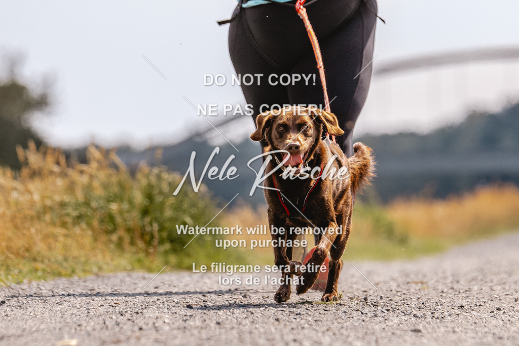 BUHU_CC_160 | nelerasche