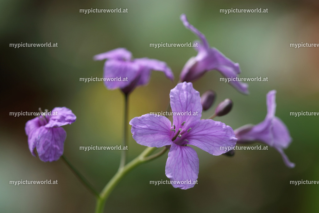 Finger-Zahnwurz-001 | Das Bilderarchiv über Tiere, Planzen und Landschaften. In der Bilddatenbank finden Sie ein große Auswahl an hochwertigen Bilder für Ihre Werbung - Realized with Pictrs.com