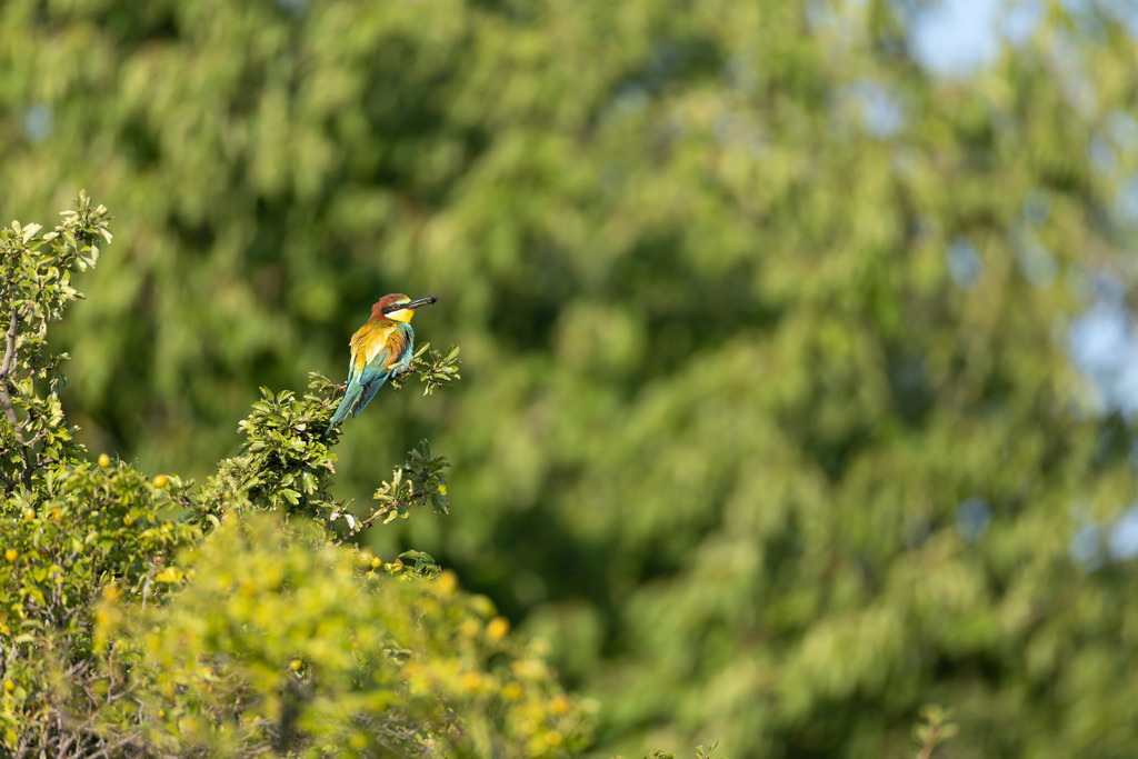 Der Bienenfresser | Der Bienenfresser ist zweifellos einer der auffälligsten und farbenprächtigsten Vögel Europas, der durch sein exotisches Aussehen an Vögel aus tropischen Regionen erinnert. Er gehört zur Familie der Bienenfresser (Meropidae), von denen er die einzige Art ist, die regelmäßig in Europa brütet. - Realisiert mit Pictrs.com
