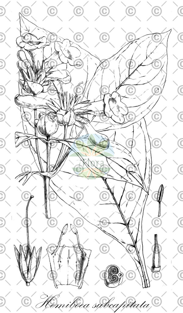 HistAbb_wfo-0000719369_1_ENZY_Simple | Historische Abbildung von Hemiboea subcapitata - Gesneriaceae | Historical Illustration of Hemiboea subcapitata - Gesneriaceae