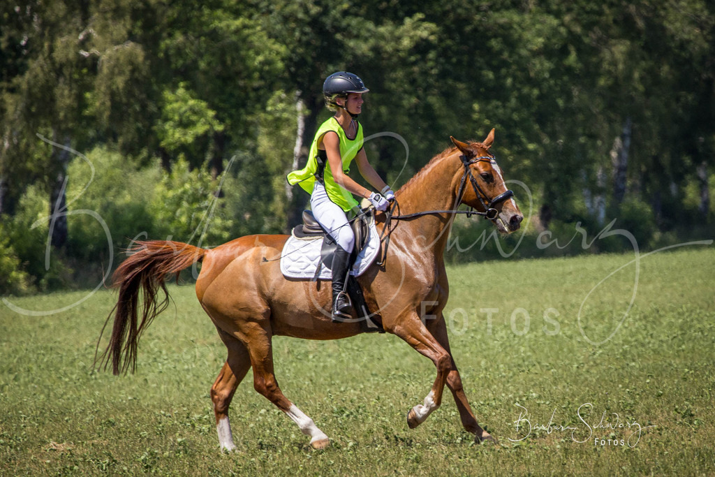 CJP_2026-06-26_15 | Stimmungsvolle Fotografie von Pferden, fotografische Begleitung von Veranstaltungen, Golfturnieren und Distanzritten - Realisiert mit Pictrs.com
