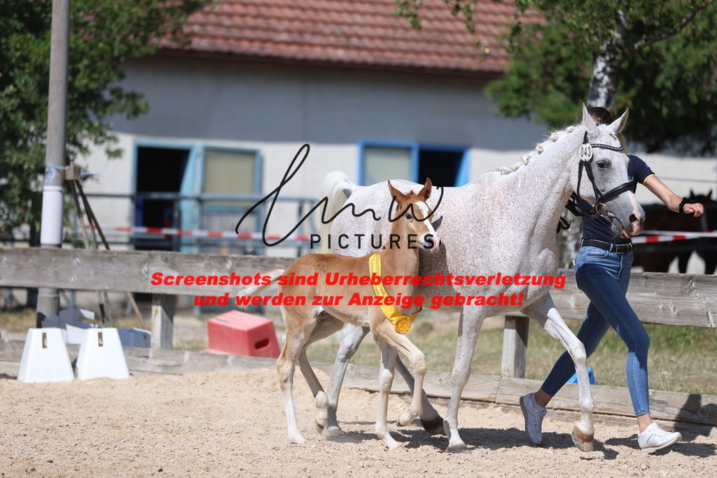 Fohlenschau_Schwäbisch_Hall_Ponys_SIEGERFOHLEN_KN 43_17 | lmwpictures - Realisiert mit Pictrs.com