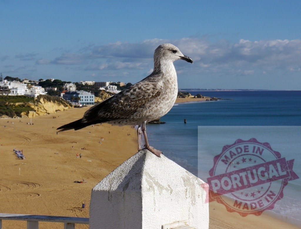 Seagull standing on wall overlooking Albufeira beach, Algarve | Seagull standing on a white wall overlooking the beach and ocean in Albufeira, Portugal - Realized with Pictrs.com