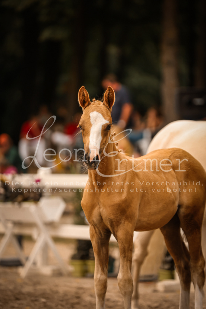 SaPA00255 | Leoni Ertmer Photography - Realisiert mit Pictrs.com