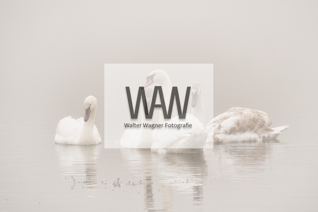 WWW01917 | walter-wagner-fotografie