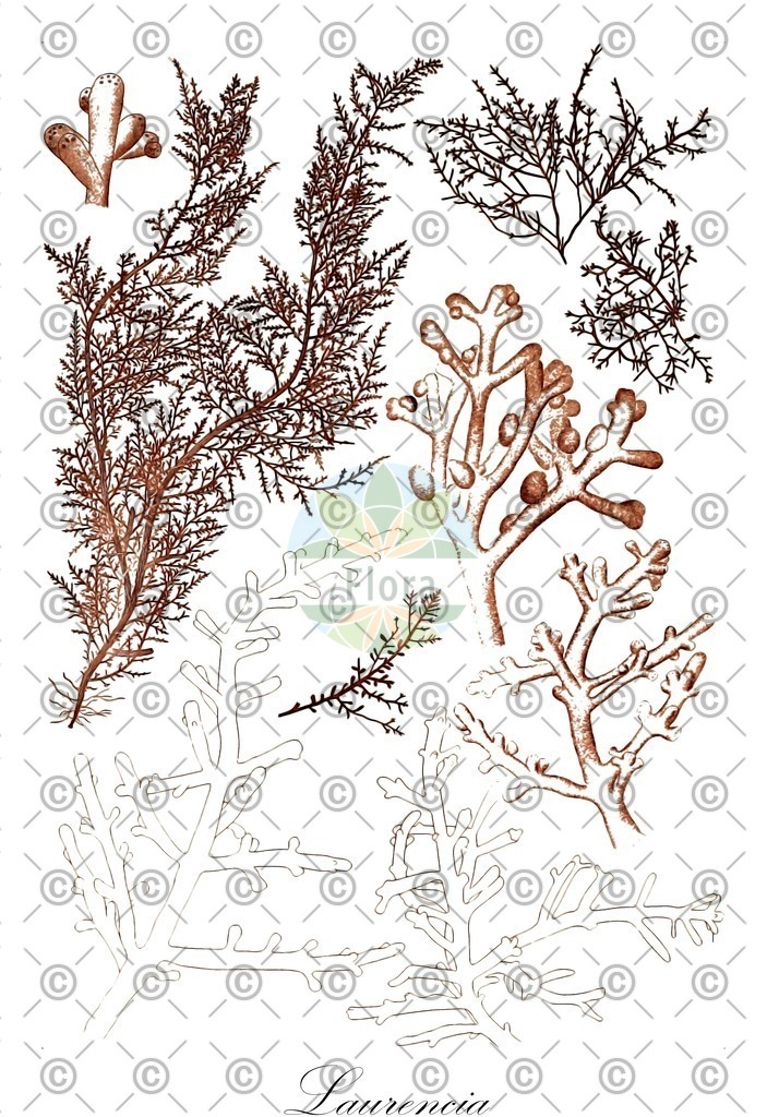 HistAbb_wfo-0000443809_1_ENZY_Simple | Historische Abbildung von Laurencia - Rhodomelaceae (0) | Historical Illustration of Laurencia - Rhodomelaceae (0)