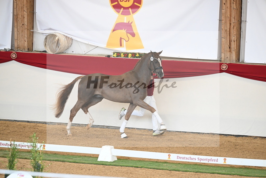Kat.-Nr. 77 v. Sir Donnerhall I_Schafhof_2250719 | hf-fotografie - Realisiert mit Pictrs.com
