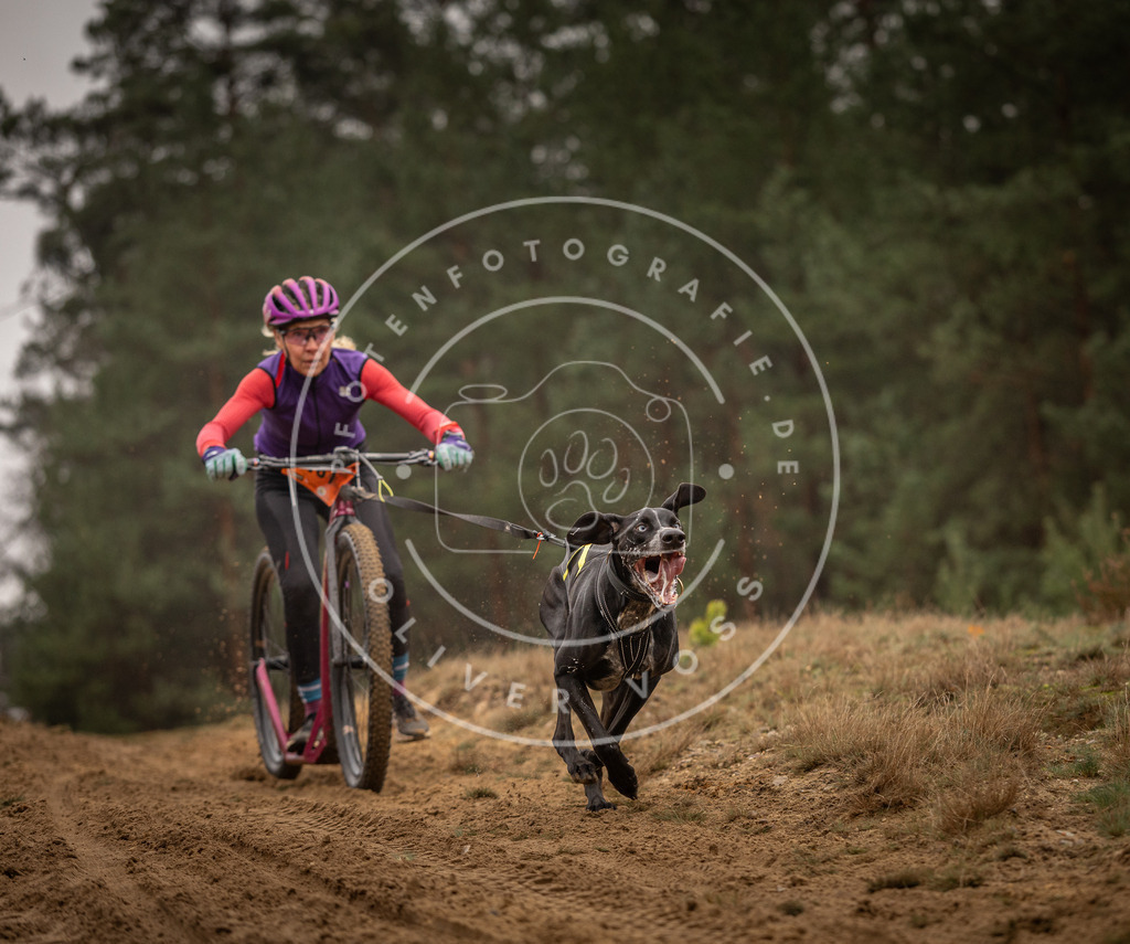 Pfotenfotografie_DV3A4312 | Hundefotografie, Tierfotograf, Pfotenfotografie, Fotoshooting Hund, Hunde Portrait, Hundesport, Hundeportraits, Heideshooting, Hunde, Sportfotograf, Hundefotograf, Turnierhundsport, THS,  - Realisiert mit Pictrs.com