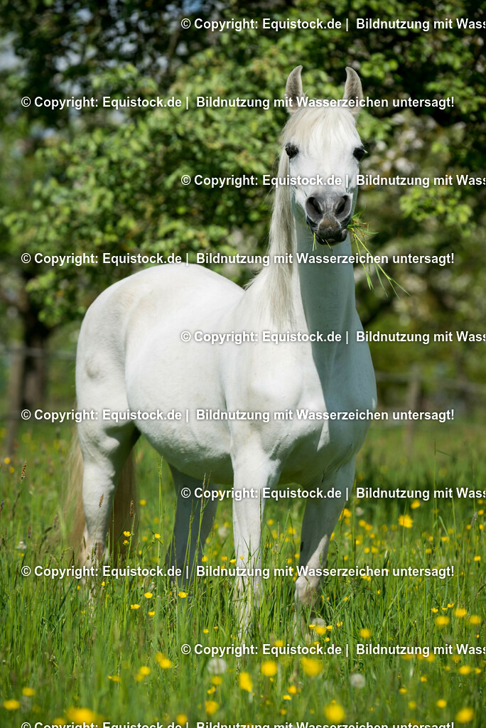 20150507_TOMsPiC_0138 | equistock