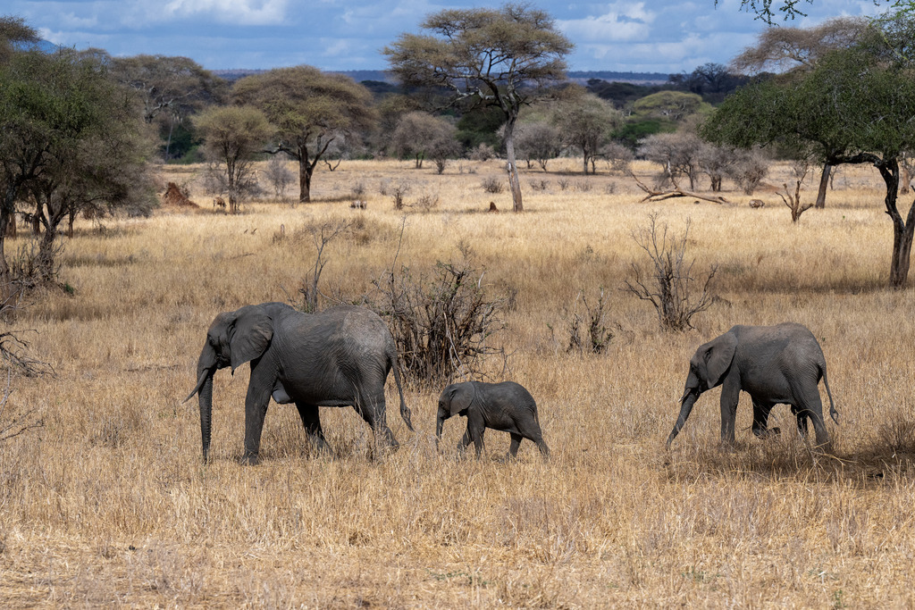 Tarangire Nationalpark - 26. September 2022 | Elefanten im Tarangire Nationalpark.
Bild: Sportfotografie Markus Aeschimann | www.markus-aeschimann.ch - Realisiert mit Pictrs.com