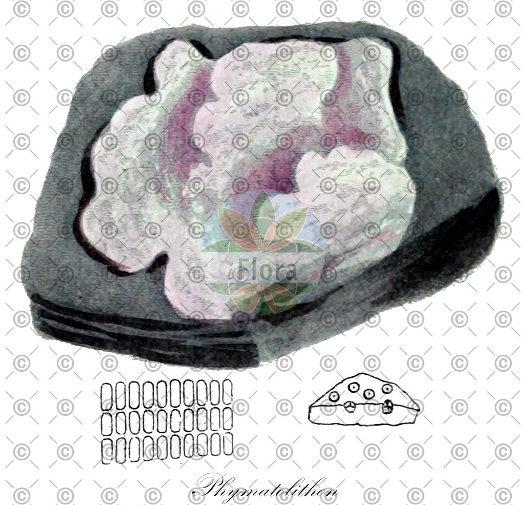HistAbb_wfo-0001286852_1_ENZY_Simple | Historische Abbildung von Phymatolithon - Hapalidiaceae (0) | Historical Illustration of Phymatolithon - Hapalidiaceae (0)