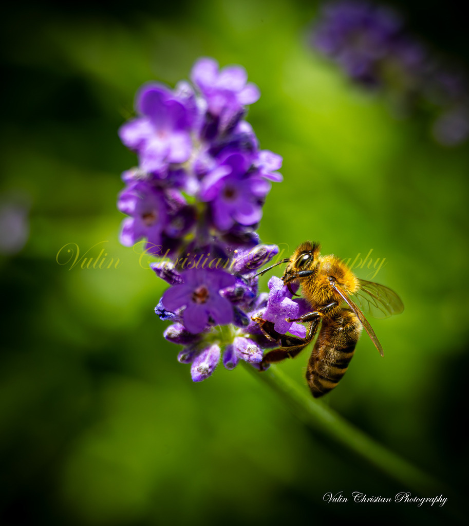 Macro 11 | Christian Vulin  - Realisiert mit Pictrs.com